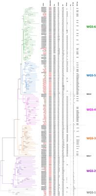 Staphylococcus aureus ST59: Concurrent but Separate Evolution of North American and East Asian Lineages